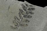 Pennsylvanian Fossil Fern (Neuropteris) Plate - Kentucky #137721-2